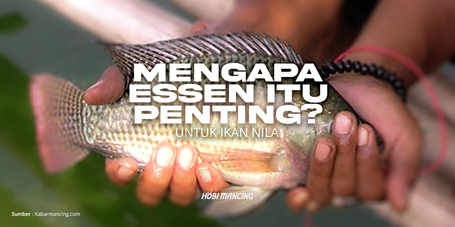 racikan-essen-ikan-nila-terbaik